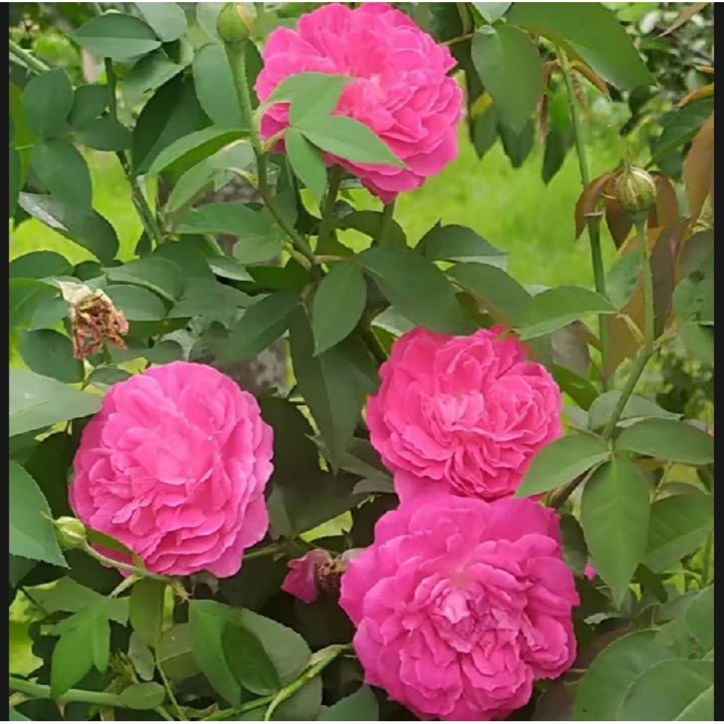 Bibit Mawar Kampung wangi bunga pink