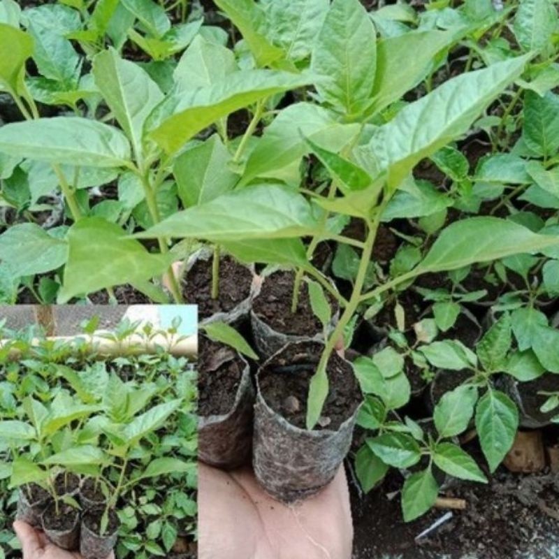 Bibit Cabe Rawit Setan Siap Tanam