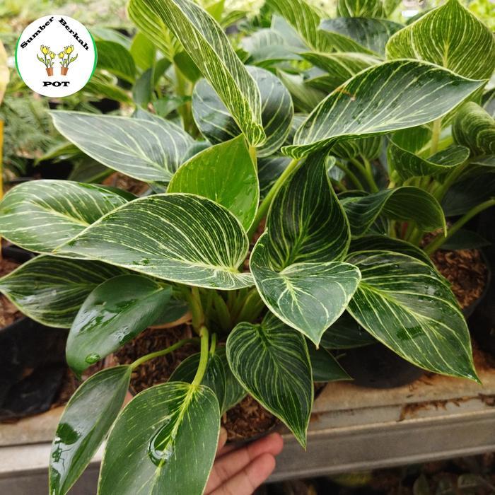 READY tanaman hias philodendron birkin - philo birkin rimbun