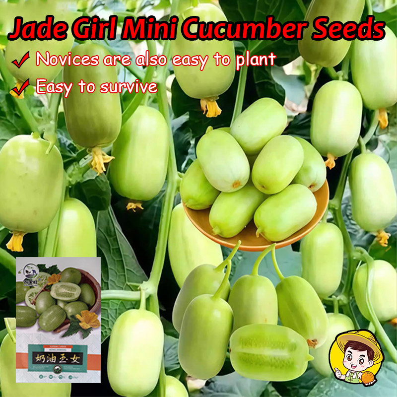10pcs/pack High Yield Organic Jade Girl Cucumber Seeds for Planting Vegetables Plants Fast Growing D