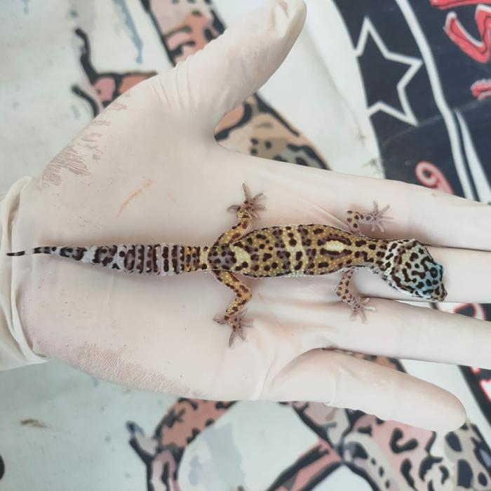 Leopard Gecko baby 2-3 bl Bebas Pilih Morph Dapat sesuai pilihan - BN Cross
