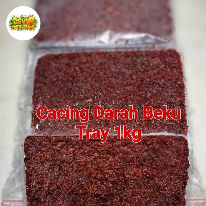 Ready Cacing Darah Beku Tray 1kg (Pakan Ikan)