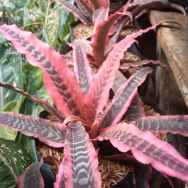 Tanaman hias. Nanas merah/Cryptanthus merah.
