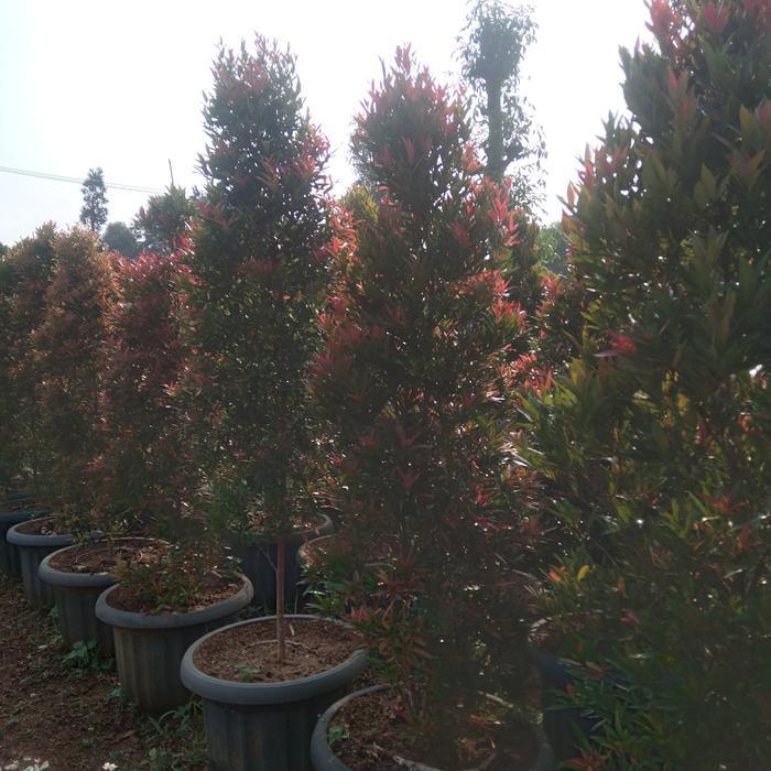 Pohon Pucuk Merah, Tinggi 1,5-2 Meter