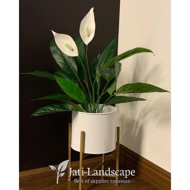 tanaman hias Peace Lily pembersih udara sudah berbunga