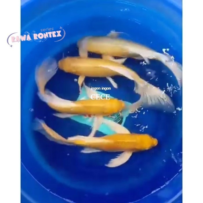 PROMO  Koi Kumpay Platinum & ogon slayer 8-11 cm murmer - OGON SLAYER pemanis aquarium aksesoris aku