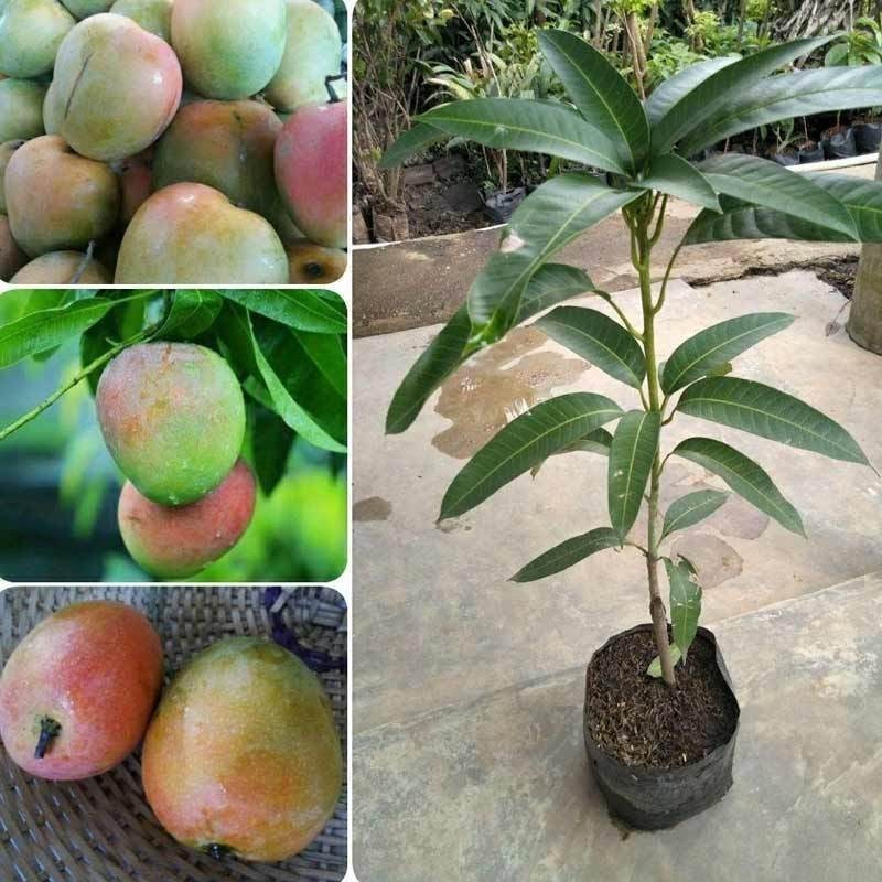 Bibit Mangga Gedong Gincu Pohon Mangga Bibit Buah Mangga Gedong Gincu