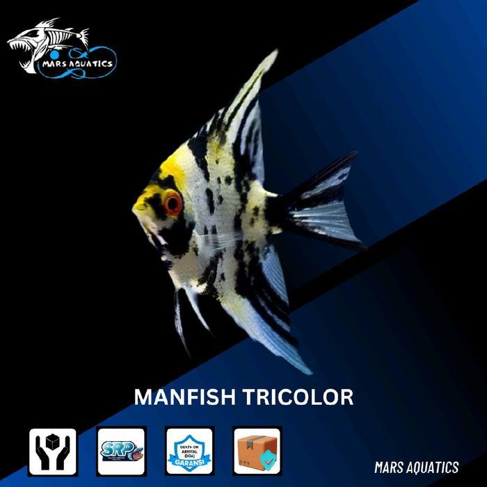 Ready IKAN MANFISH TRICOLOR IKAN HIAS IKAN AQUASCAPE