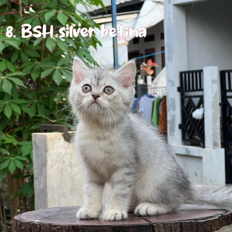 Kucing British shorthair silver betina