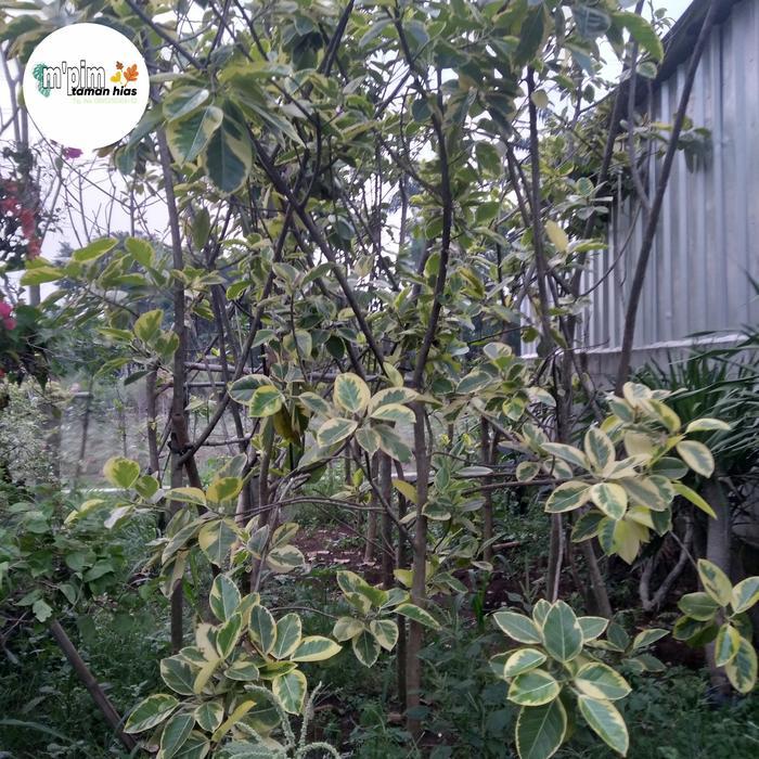 pohon karet kebo kuning, tanaman hias karet kebo kuning.