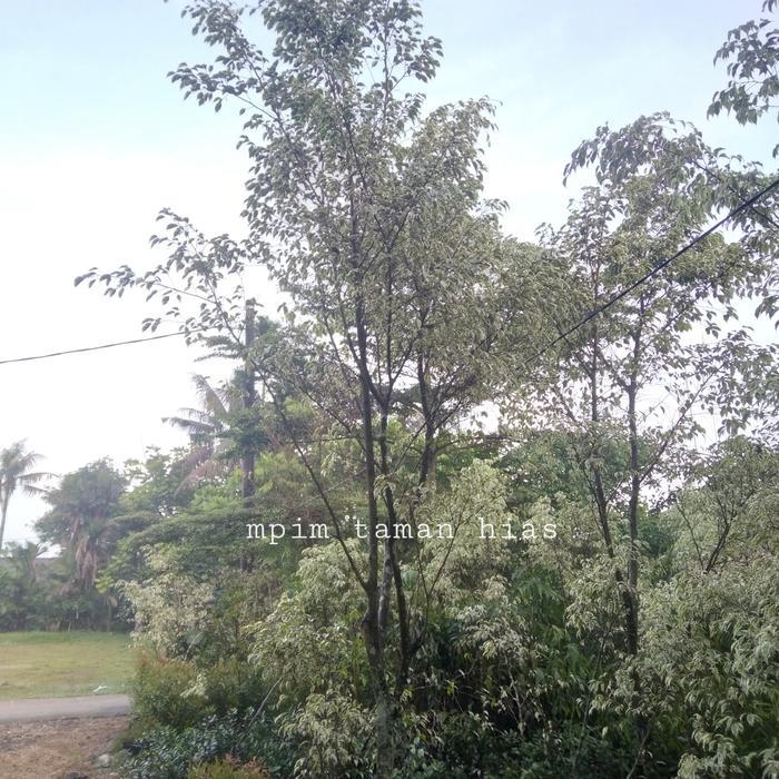 pohon beringin putih / beringin varigata