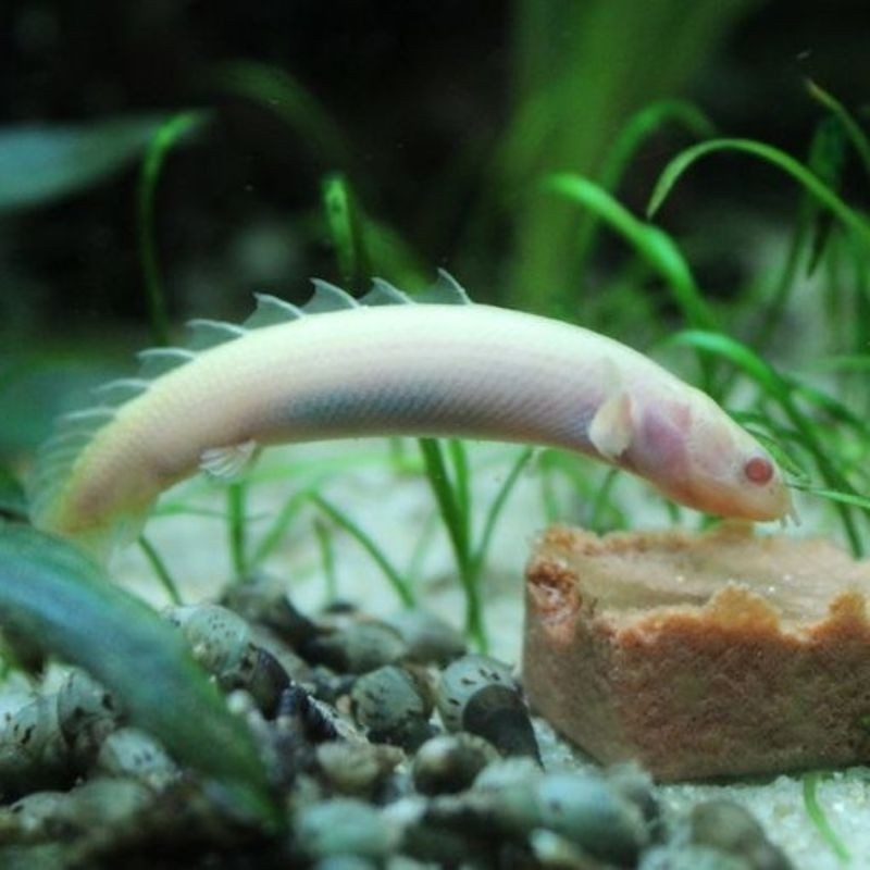 hiasan aquarium palmas albino 7-10cm