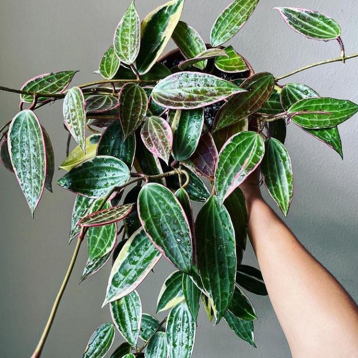 Tanaman hias Hoya Macrophylla Variegata - Hoya Macrophylla Varigata