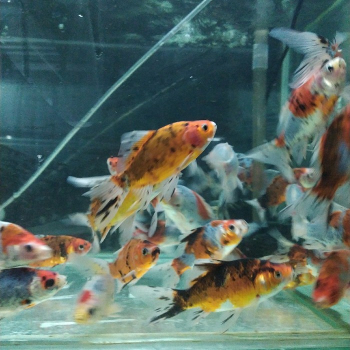 Perlengkapan Aquarium - Komet Bokim Slayer Besar Penghias Aquarium Aquascape Gojek Only