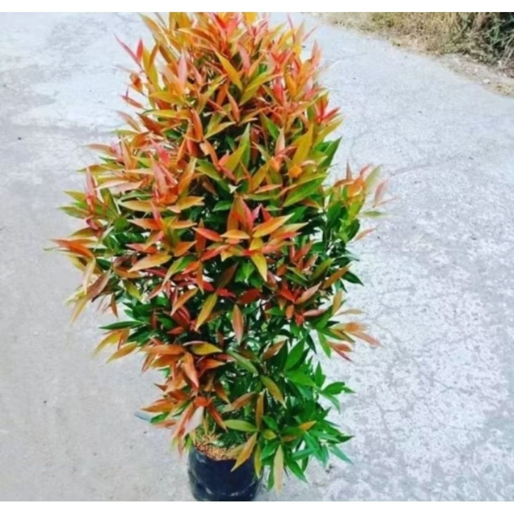 Ready bibit tanaman pucuk merah siap tanam - tanaman hias pucuk merah