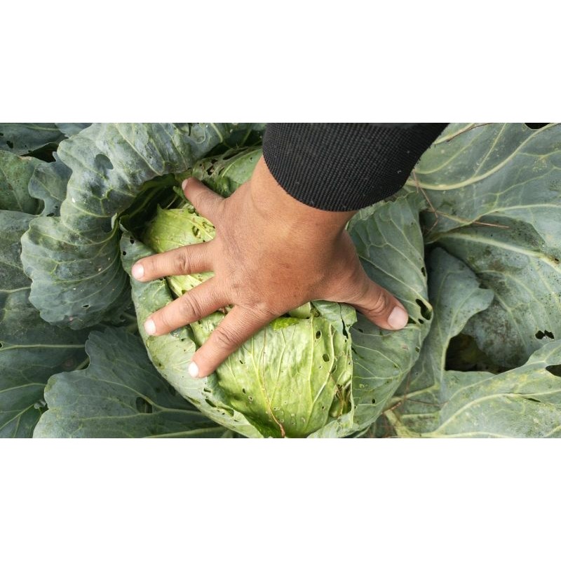 SALE[COD] Benih Kubis Jumbo Pertamax 234 (Pertumbuhan Maksimal) kemasan 10 gram | Setipe Green Nova,