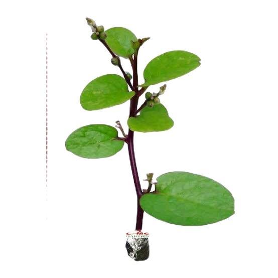 tanaman binahong merah / tanaman herbal binahong merah  / Binahong  Bibit Daun