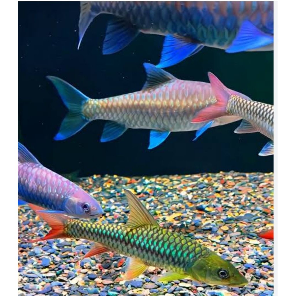Ican masheer 9-12cm,,  BLUE MAHSER/IKAN DEWA tor tombroides