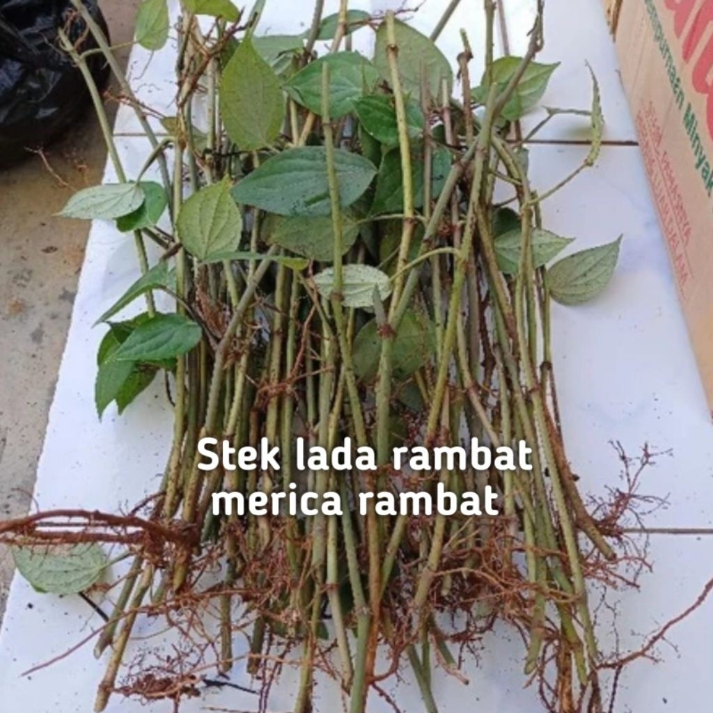 Bibit Merica Lada Rambat Stek Batang / Entres Lada Rambat Harga Perbatang bibit unggul berkualitas