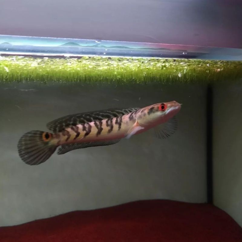 yellowsentarum 7-10cm beby maru batik/maru YeS sortiran terbaik ys