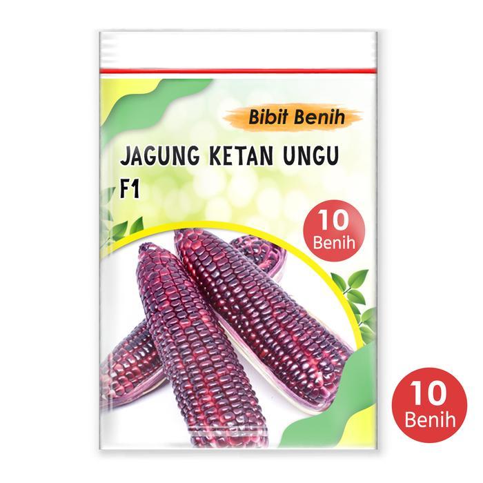 PROMO 10 biji Benih jagung ketan ungu F1 super - Jagung ungu