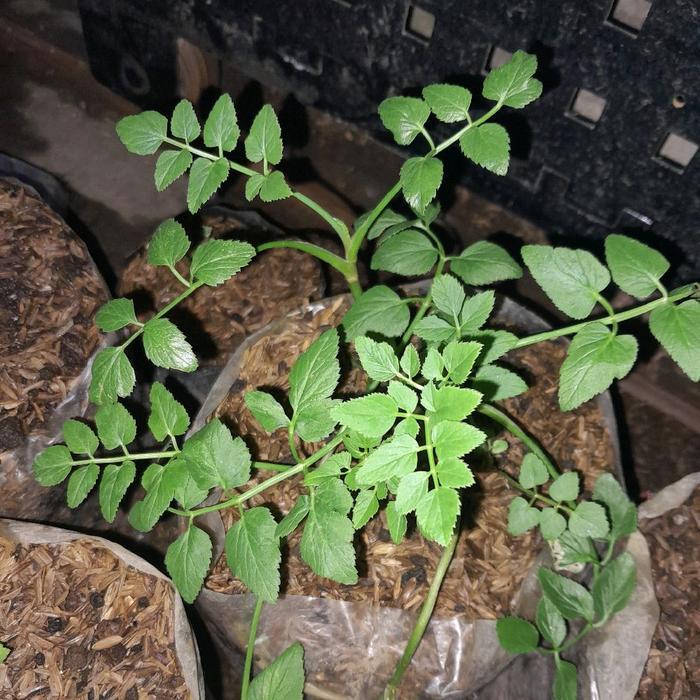 Tanaman sayuran tespong, lalapan, tespong, Oenanthe javanica