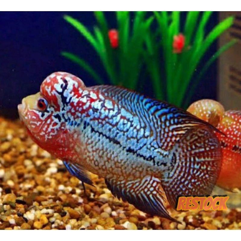 A Burayak lohan srd x gb 3-8 cm f1 louhan bonus pakan | kebutuhan aquarium