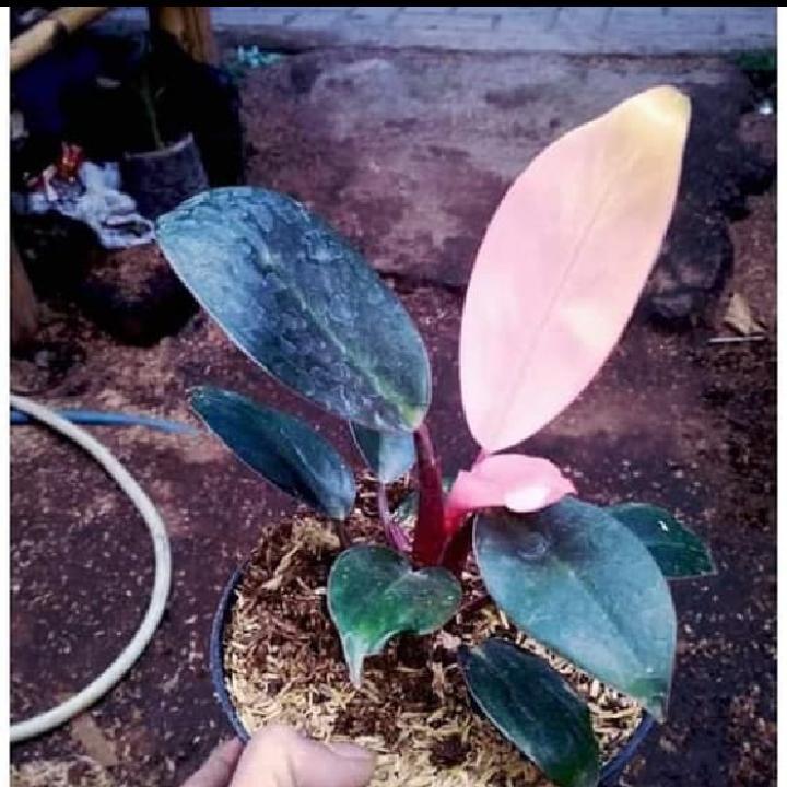 tanaman philo pink princes