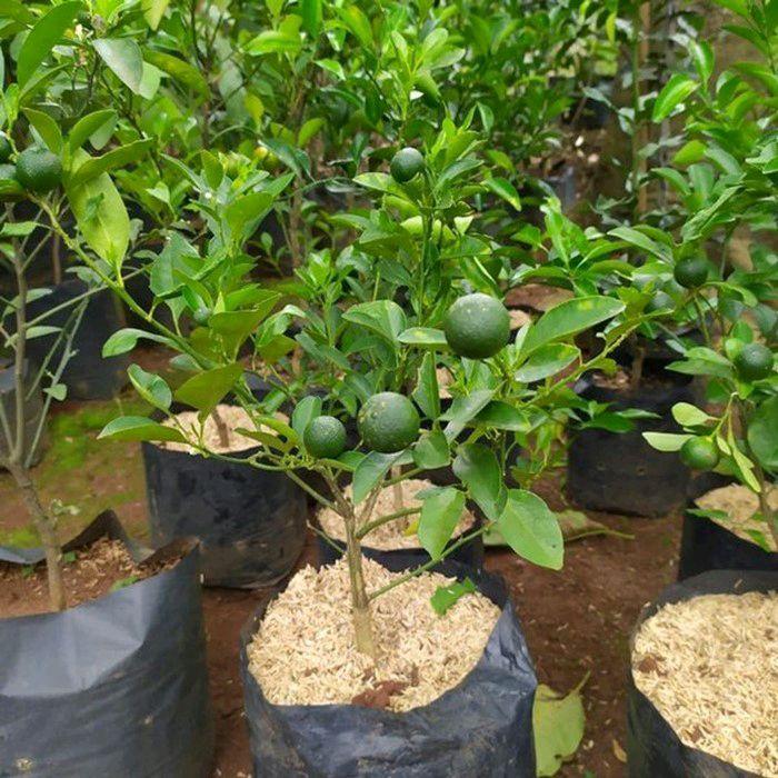 Bibit pohon jeruk Limau-pohon jeruk limau bibit unggul