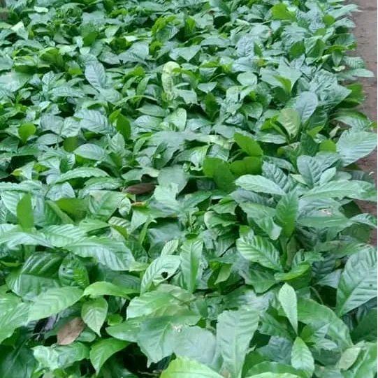 50 batang Bibit kopi ROBUSTA Ateng super unggul bonus 10 - Ateng super