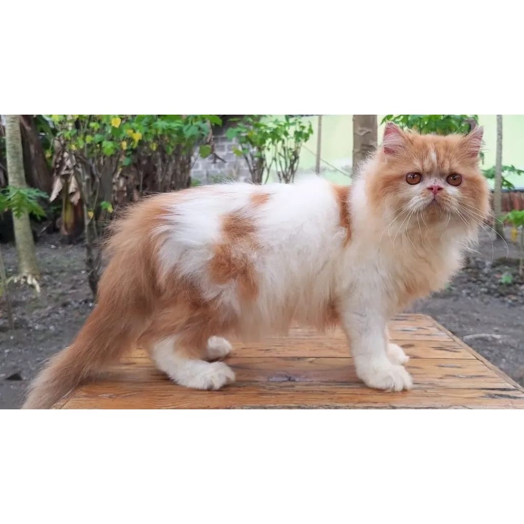KUCING PERSIA FLATNOSE JANTAN 6 BULAN OREN PUTIH