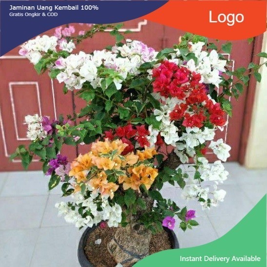 # (PROMO) tanaman bunga bougenville 4 warna  tanaman hias bougenville - bunga bougenville hidup 5 wa