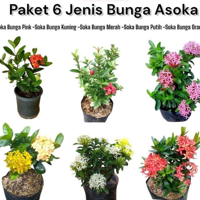 ￼Paket 6 Tanaman Bunga Asoka - Bunga Asoka - Bunga Asoka Hawai - Bunga Soka Jepang - Bunga Soka Jamb