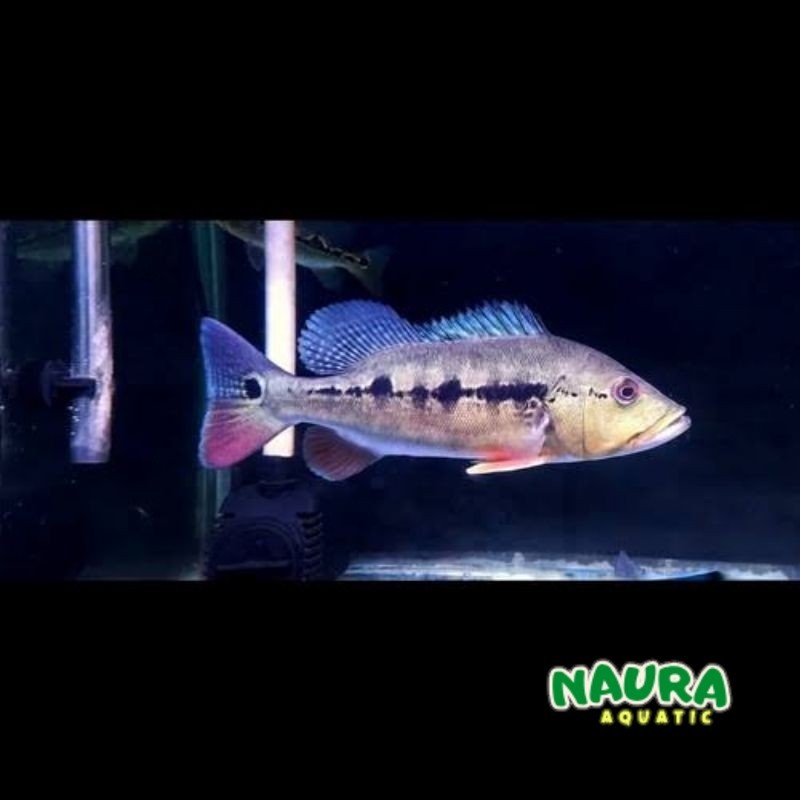 Pbass Intermedia Good Marking Size 7-9 cm realsize bergaransi COD pbass mono pbass kelberyy pibas
