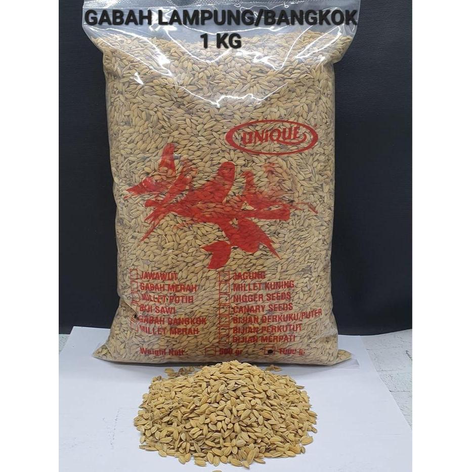 GABAH BANGKOK 1kg  GABAH MINI untuk Ayam, perkutut, derkuku, lovebird & unggas lainnya