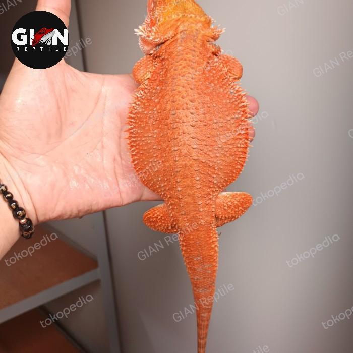 bearded dragon INDUKAN