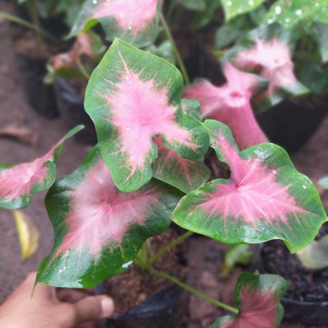 Tanaman hias keladi pink - keladi pink - alocasia pink
