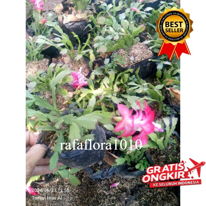 Tanaman wijaya kusuma mini Bunga pink