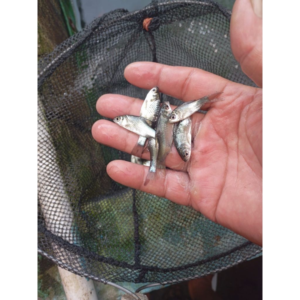 Bibit ikan Tawes Ukuran 4 - 5 cm per ekor