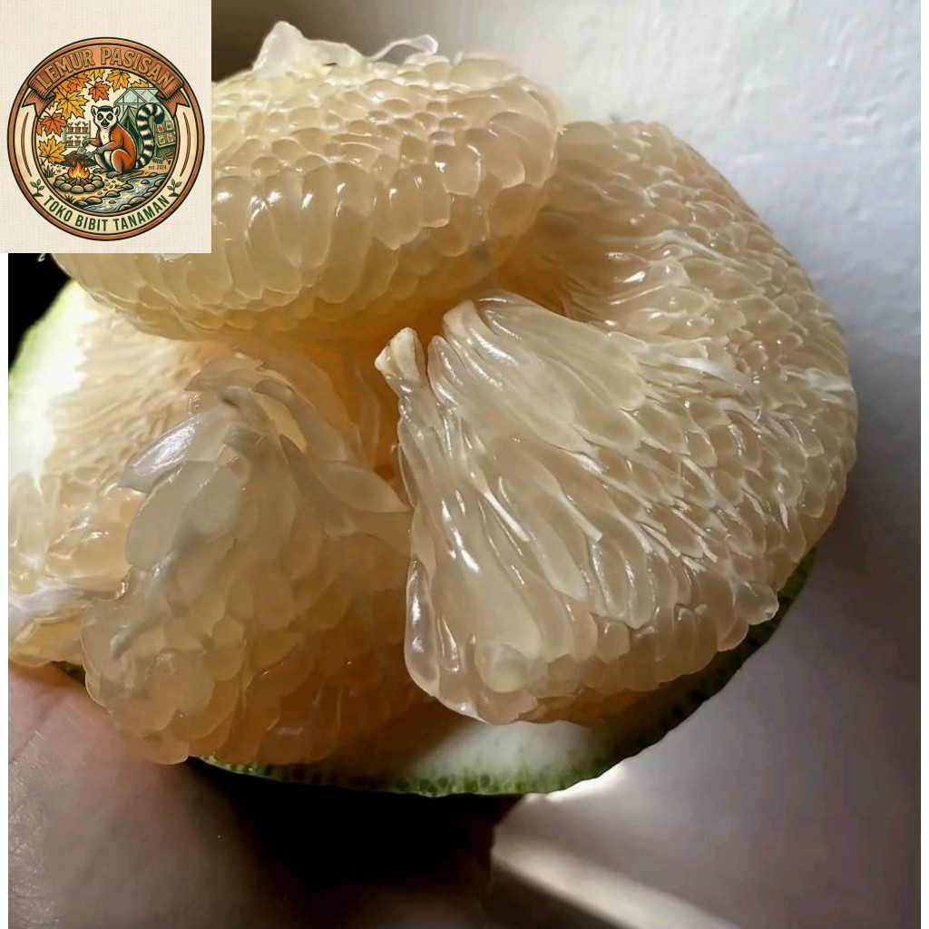 jeruk bali mini fresg baru petik