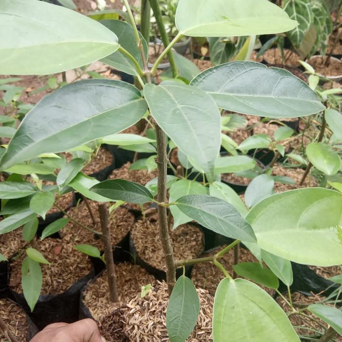 Tanaman cincau hijau. pohon cincau hijau.