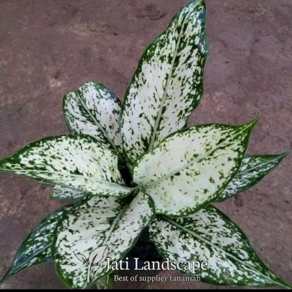 tanaman hias aglonema snow white - pohon aglonema snow white - aglonema snow white