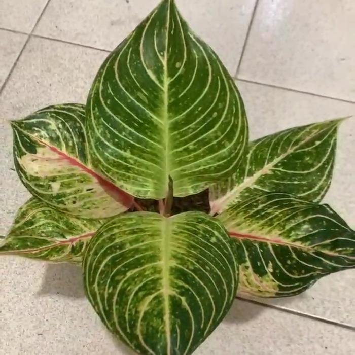 Tanaman hias aglaonema esmeralda golden + Pot - Remaja Daun 5-6 ++