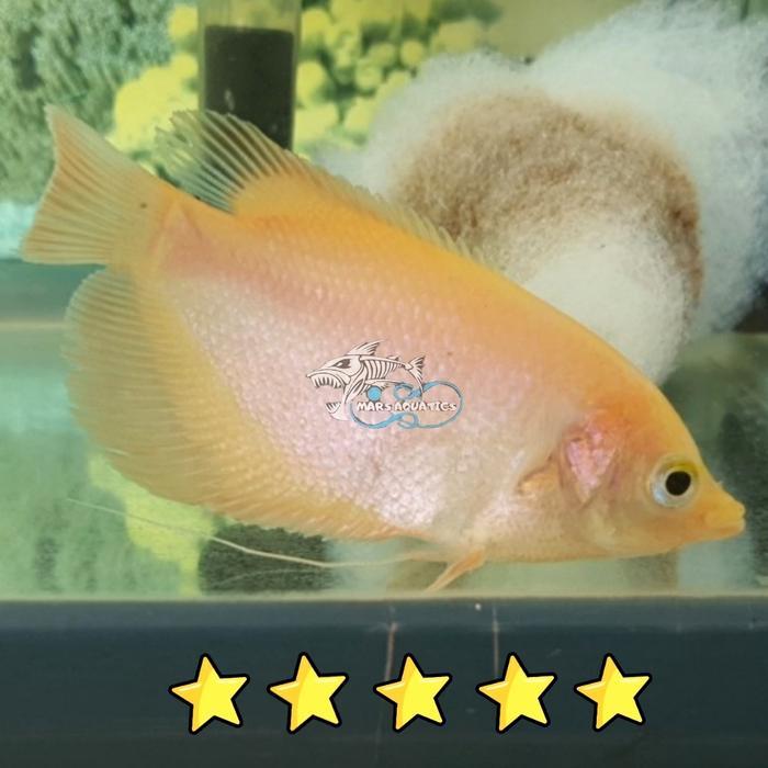 Ready Ikan Hias Bibit Ikan Gurame Padang Tankmate