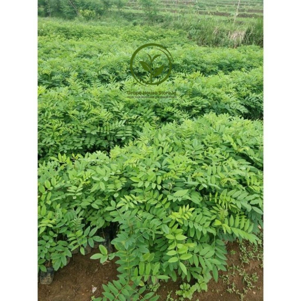 Paket Isi 5 Bibit Tanaman Indigofera Pakan Ternak Siap Tanam