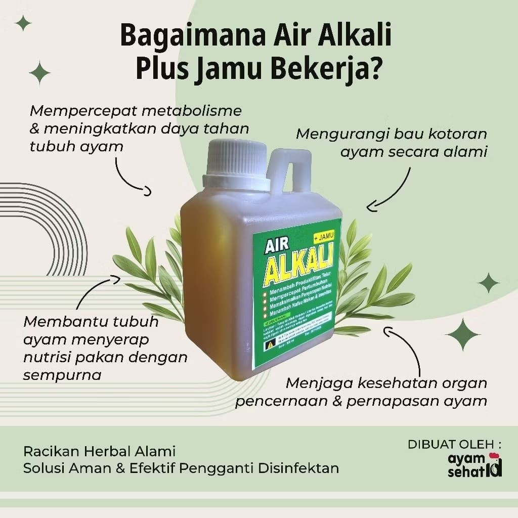 Air alkali plus jamu-Solusi ayam sehat