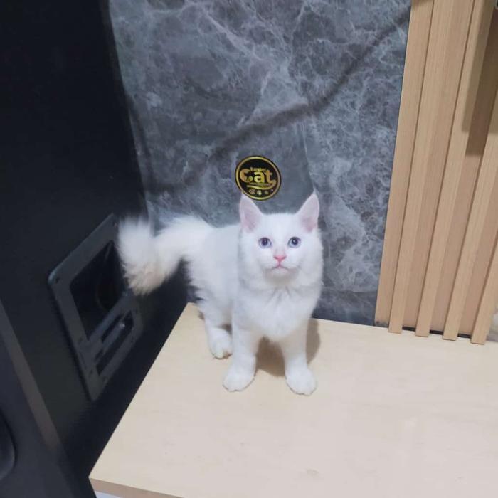 kucing maincone mainecoon white solid mata biru