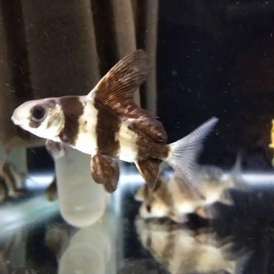 Ready IKAN HIAS CHF CHINESE HIGH FIN TANKMATE AROWANA AQUASCAPE GOODMARKING