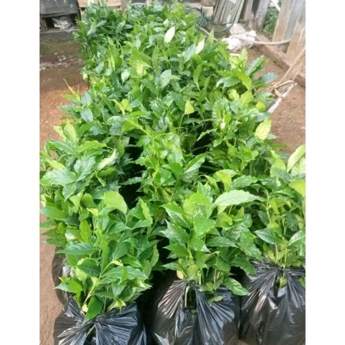 Tanaman 100 Pcs Bibit Kopi Super Unggul / Bibit Kopi Siap Tanam
