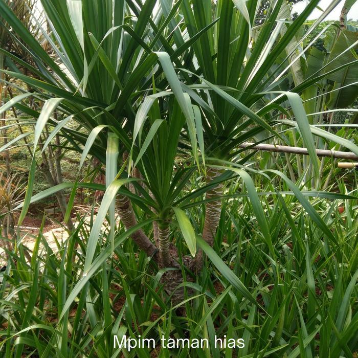 pohon pandan bali bercabang